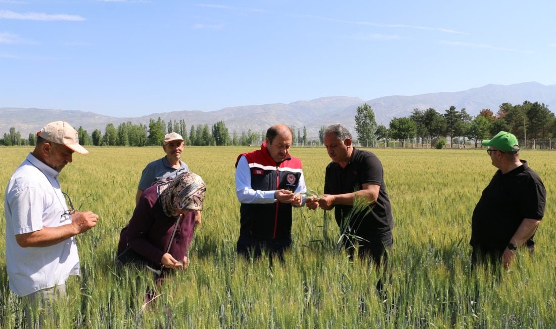 Erzincan’da tarla bitkileri içinde