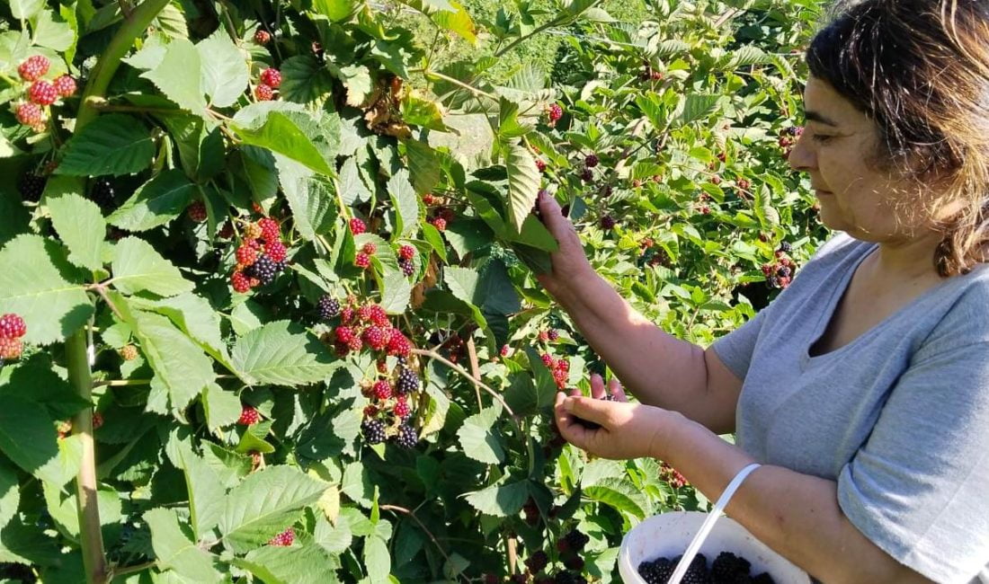 Erzincan tarımında yeni ürünlerin