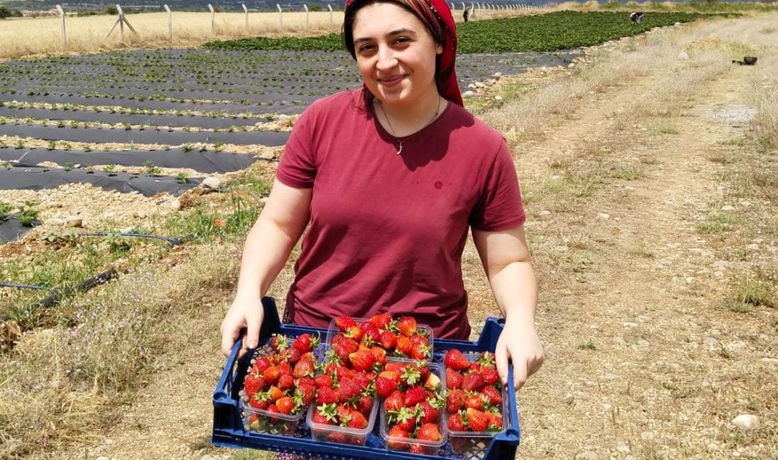 Erzincan’da çilek üretiminde Ağustos