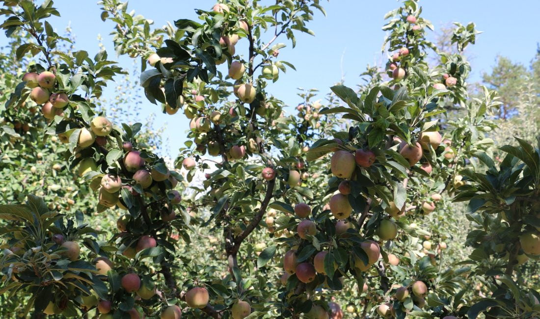 Erzincan Ovası’na bu sene