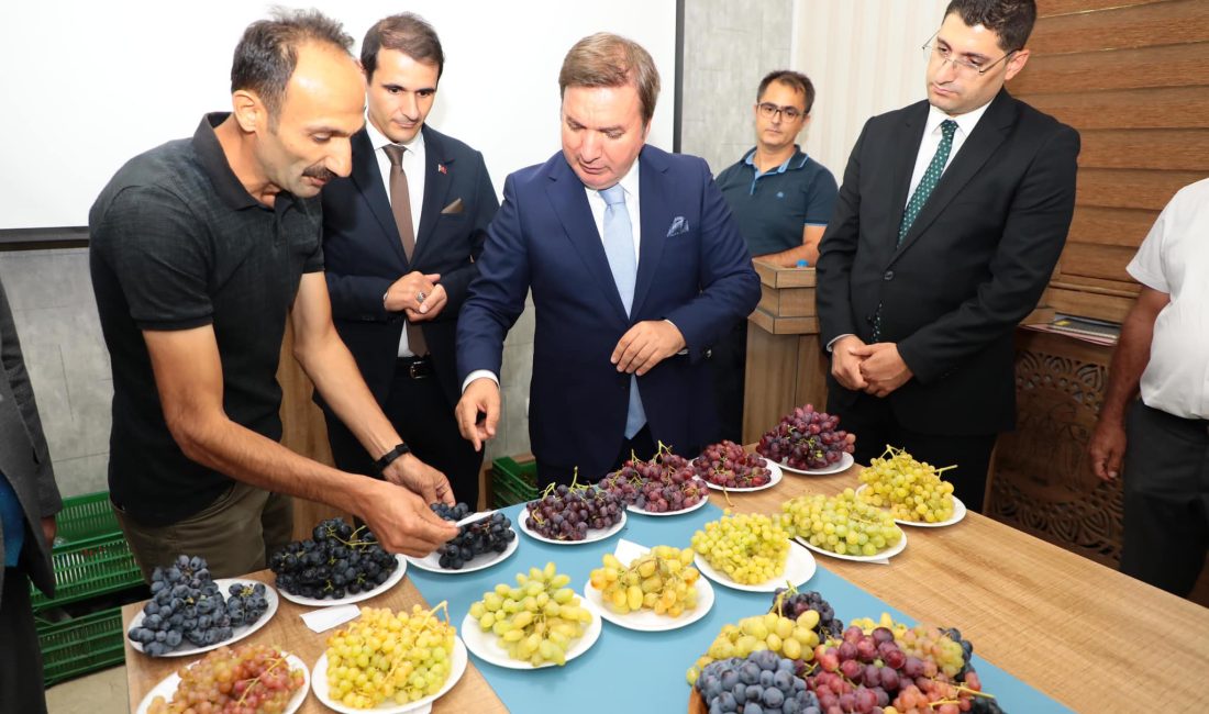 Erzincan'da sofralık yeni üzüm