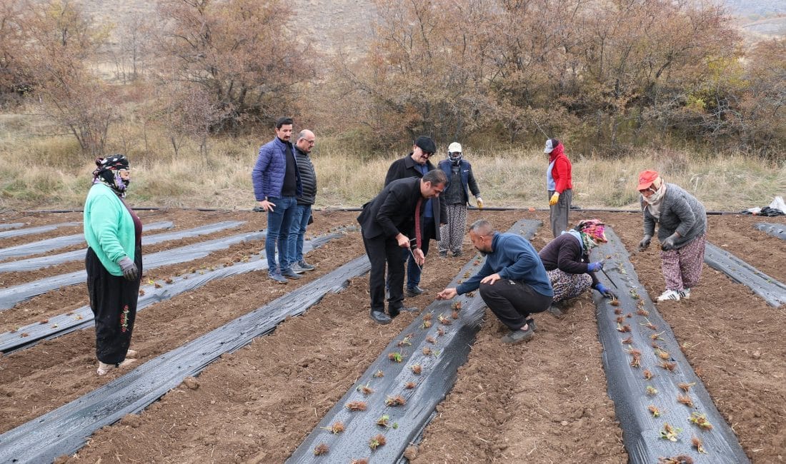 Erzincan tarım sektöründe projeler