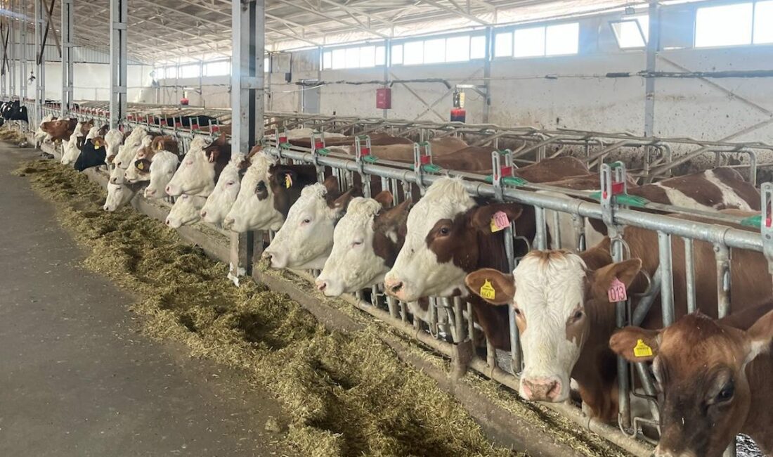 Erzincan’da işletmeler hastalıktan ari işletme olabilmek için başvurularını sürdürüyor