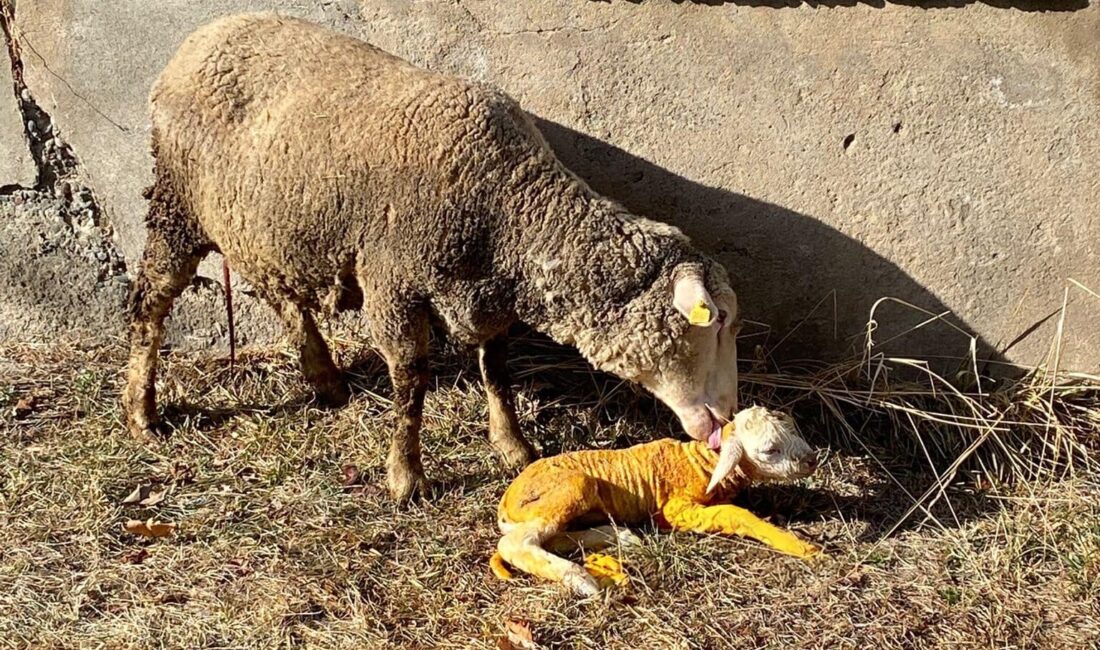 Erzincan’da ilginç bir doğum gerçekleşti. 