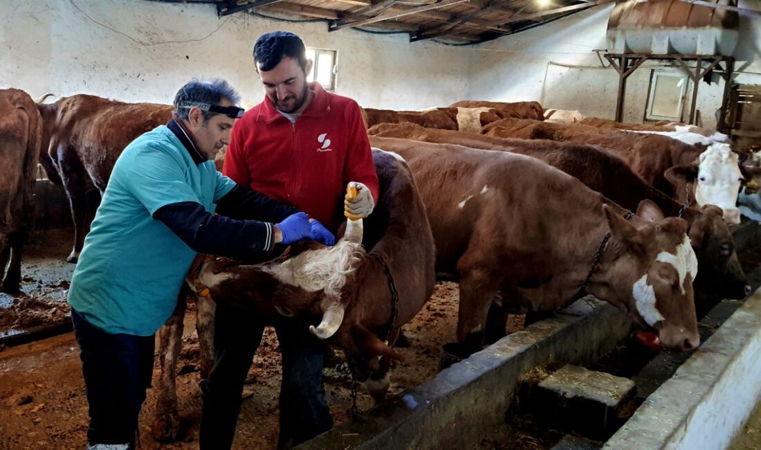 Erzincan’ın İliç ilçesinde tüm büyükbaş hayvanlarda aşılama süreci devam ediyor