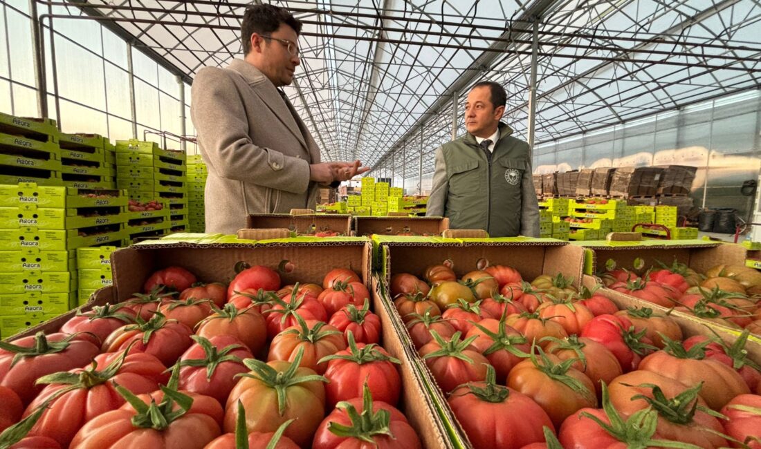 Erzincan’da Kış Mevsiminde Domates ve Marul Üretiliyor 